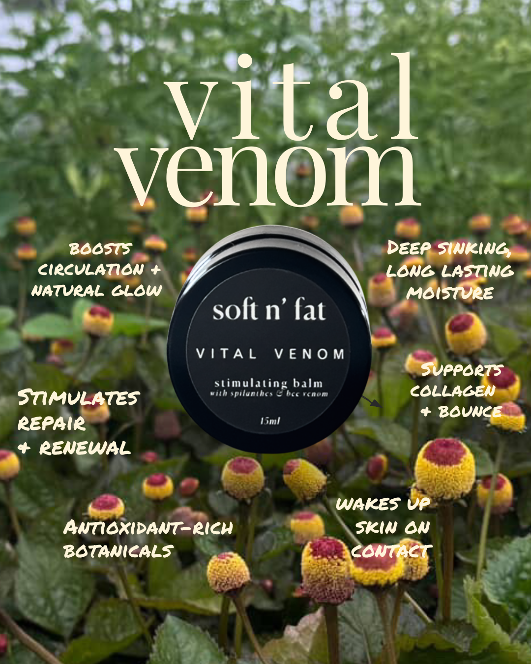 Venobalm Vital Venom - Stimulating Balm with Bee Venom, Ginger & Spilanthes ...